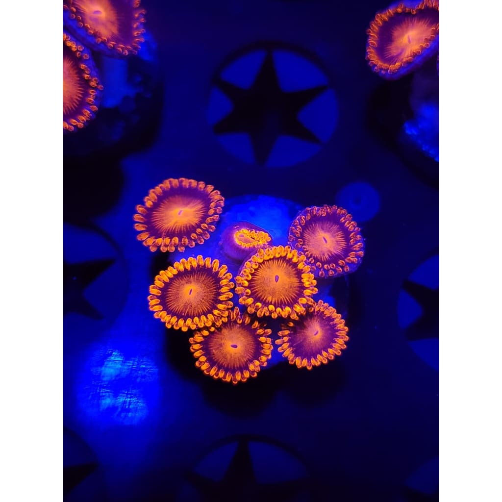 Bam Bam Zoanthid Frag WYSIWYG!