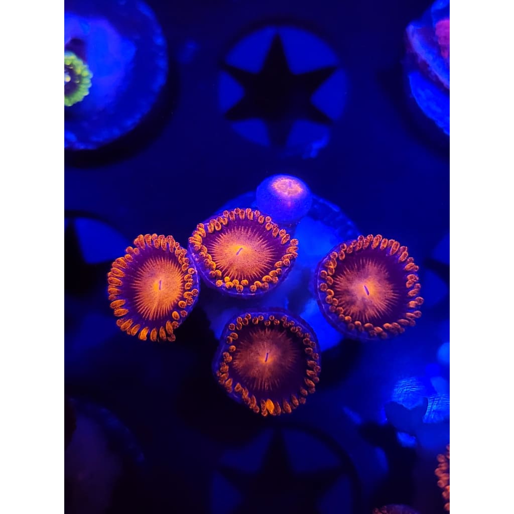 Bam Bam Zoanthid Frag WYSIWYG!