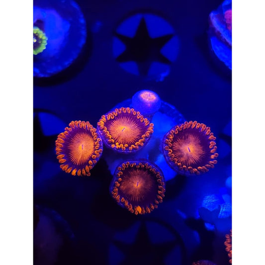 Bam Bam Zoanthid Frag WYSIWYG!
