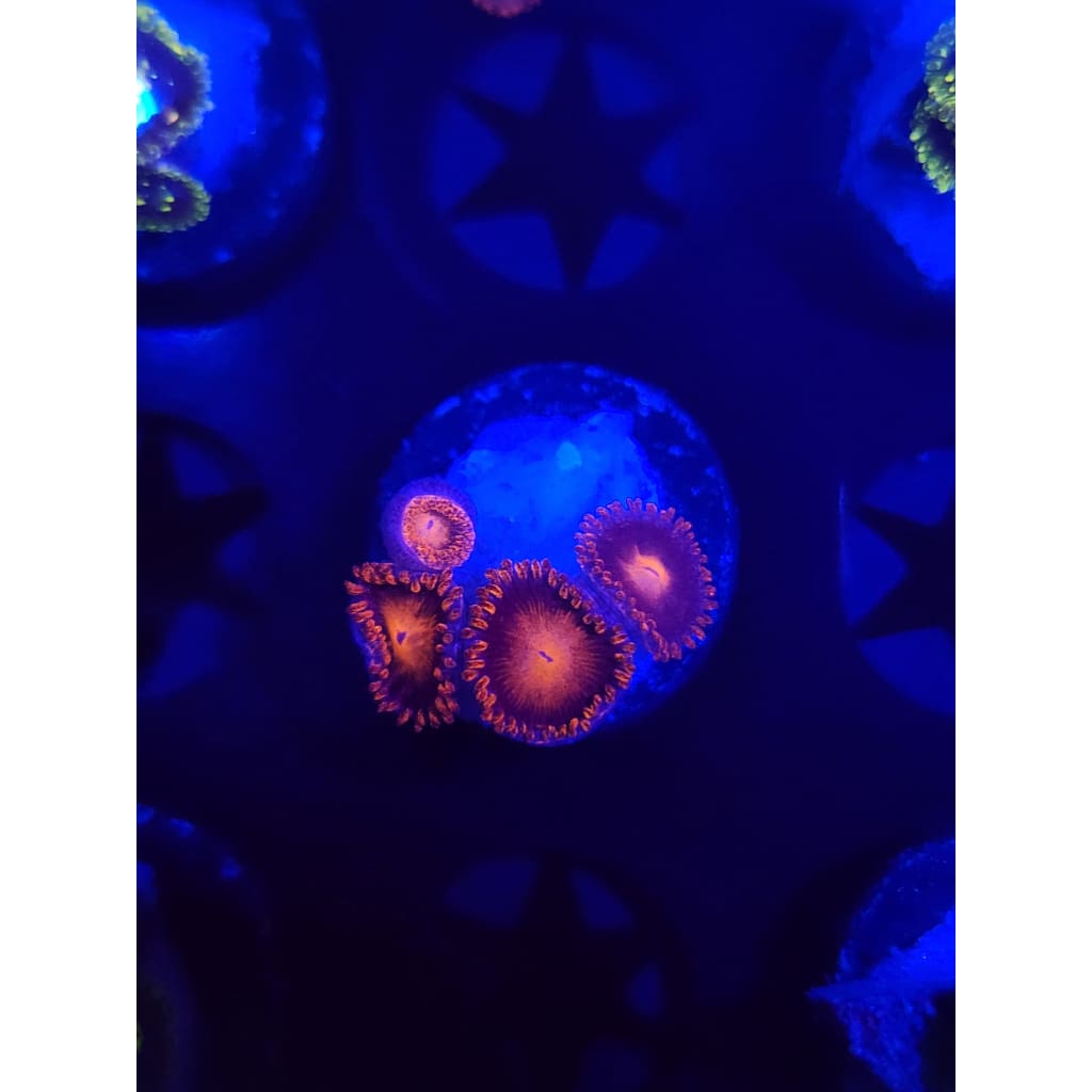 Bam Bam Zoanthid Frag WYSIWYG!