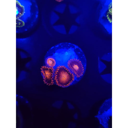 Bam Bam Zoanthid Frag WYSIWYG!