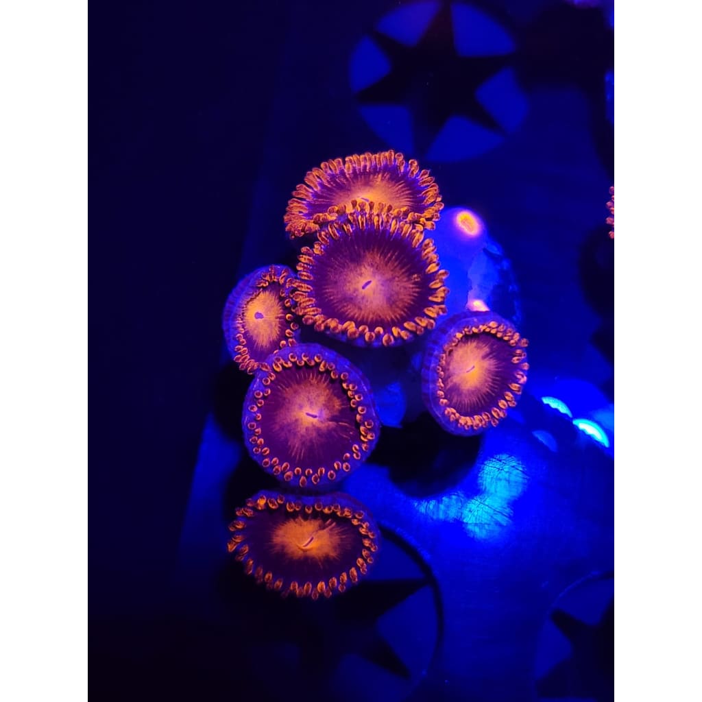 Bam Bam Zoanthid Frag WYSIWYG!
