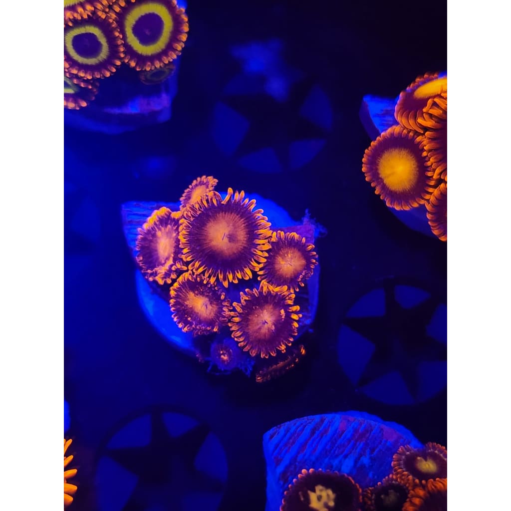 Bam Bam Zoanthid Frag WYSIWYG!