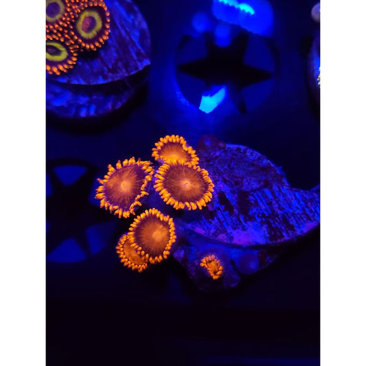 Bam Bam Zoanthid Frag WYSIWYG!