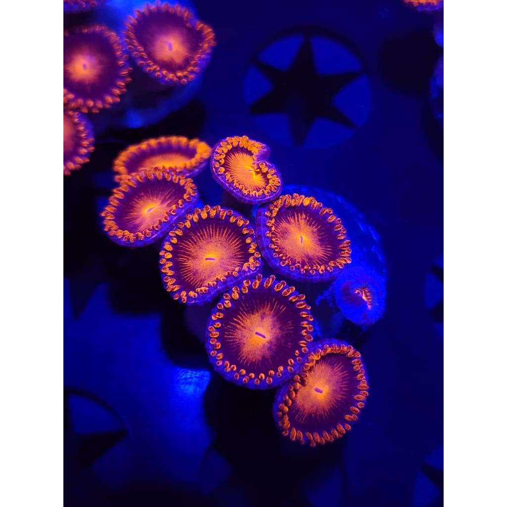 Bam Bam Zoanthid Frag WYSIWYG!