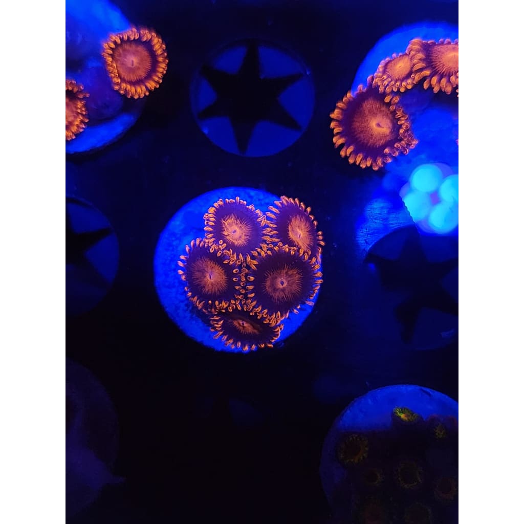 Bam Bam Zoanthid Frag WYSIWYG!