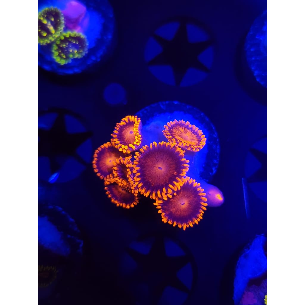 Bam Bam Zoanthid Frag WYSIWYG!