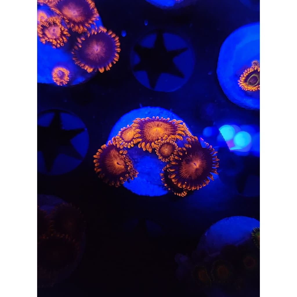 Bam Bam Zoanthid Frag WYSIWYG!