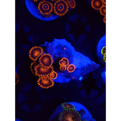 Bam Bam Zoanthid Frag WYSIWYG!