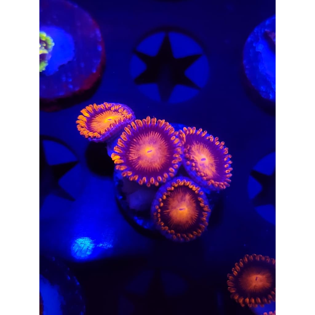 Bam Bam Zoanthid Frag WYSIWYG!