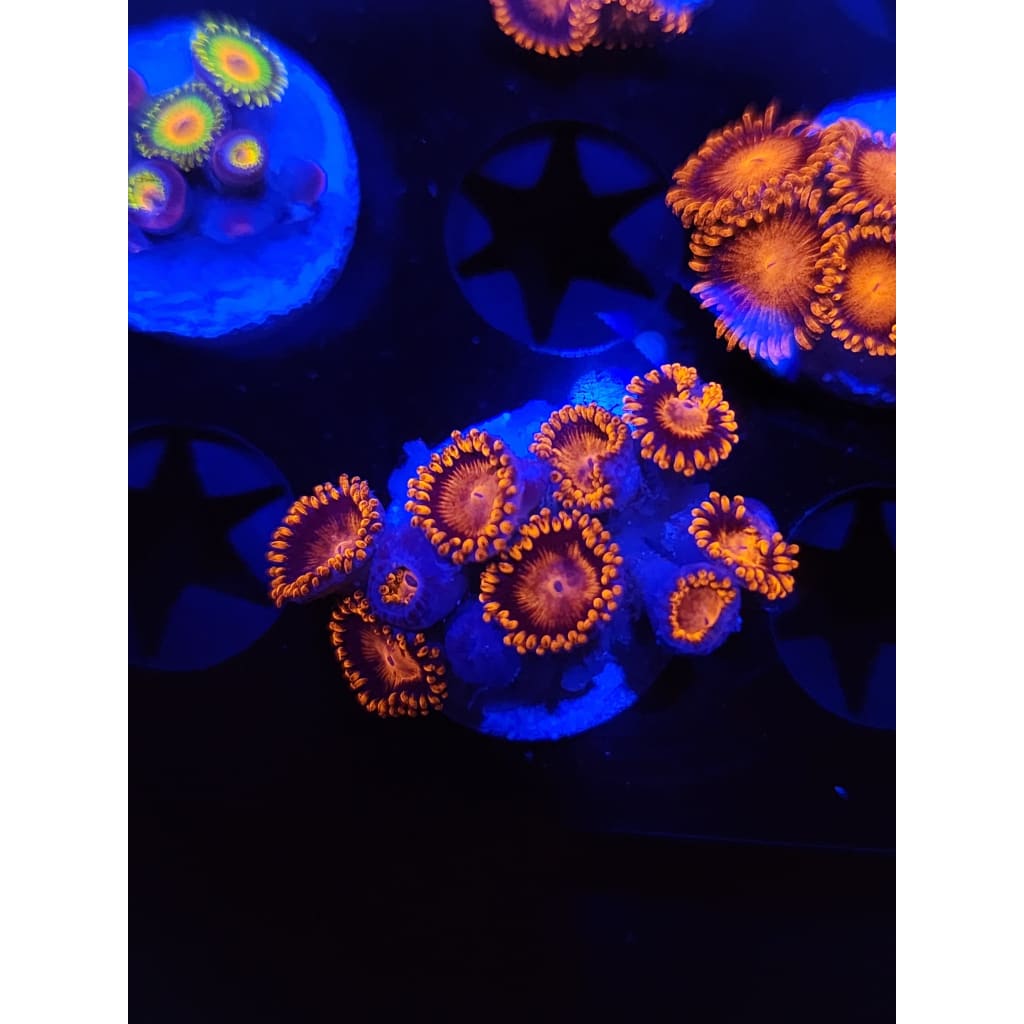 Bam Bam Zoanthid Frag WYSIWYG!