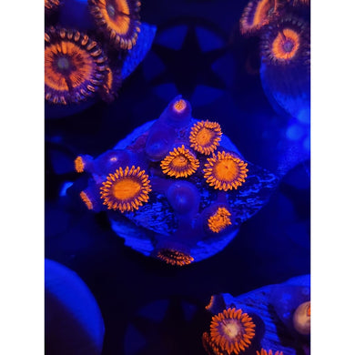 Bam Bam Zoanthid Frag WYSIWYG!