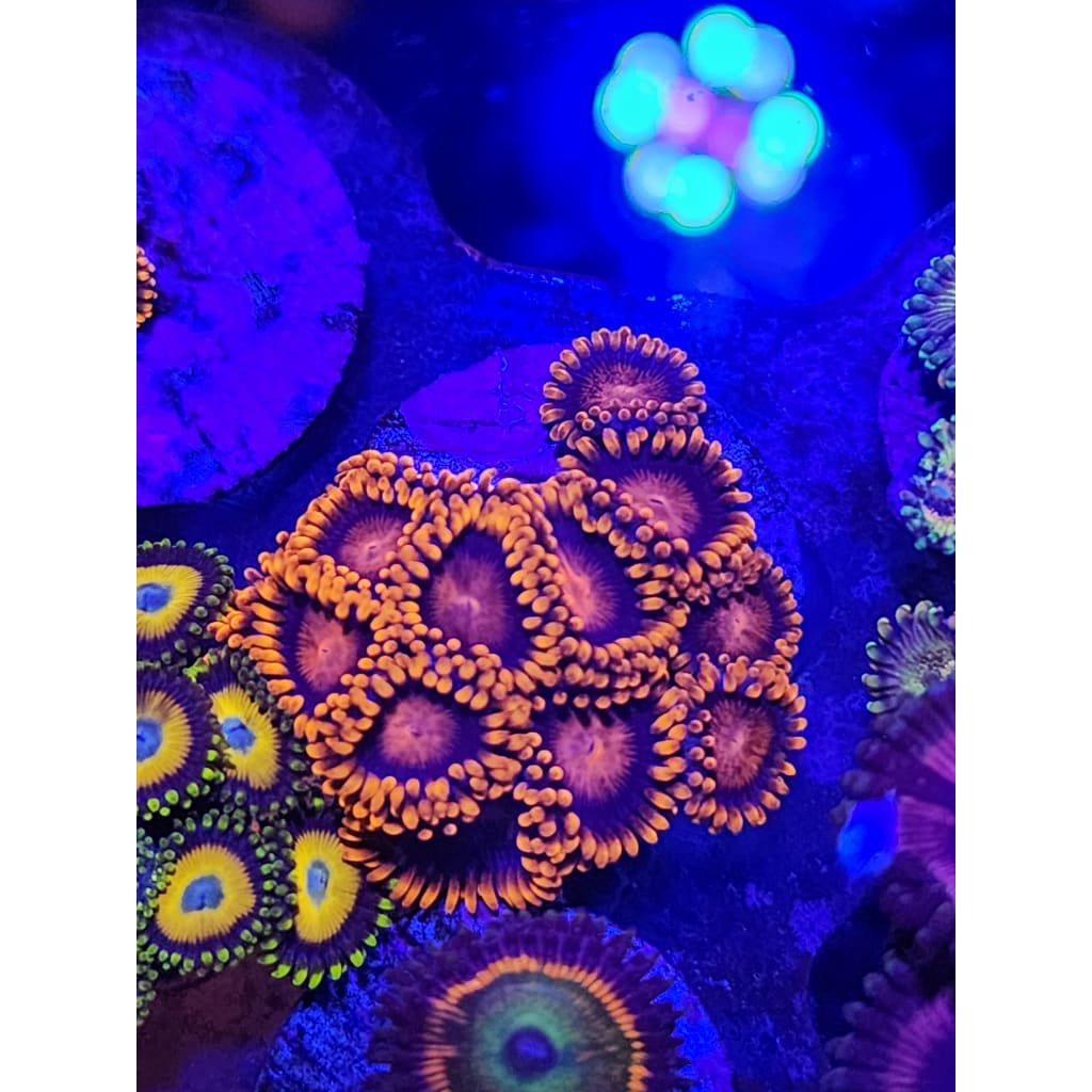 Bam Bam Zoanthid Frag WYSIWYG!