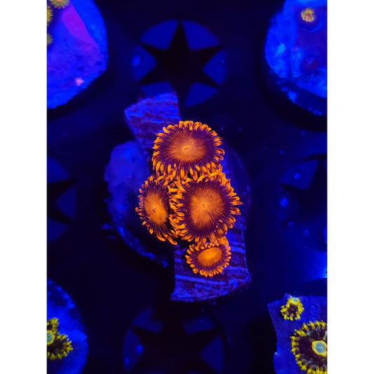 Bam Bam Zoanthid Frag WYSIWYG!