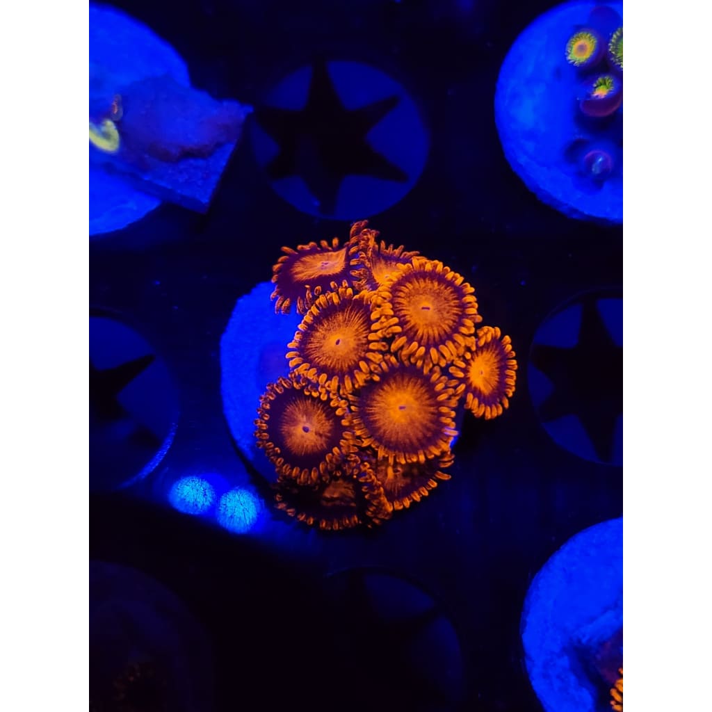 Bam Bam Zoanthid Frag WYSIWYG!