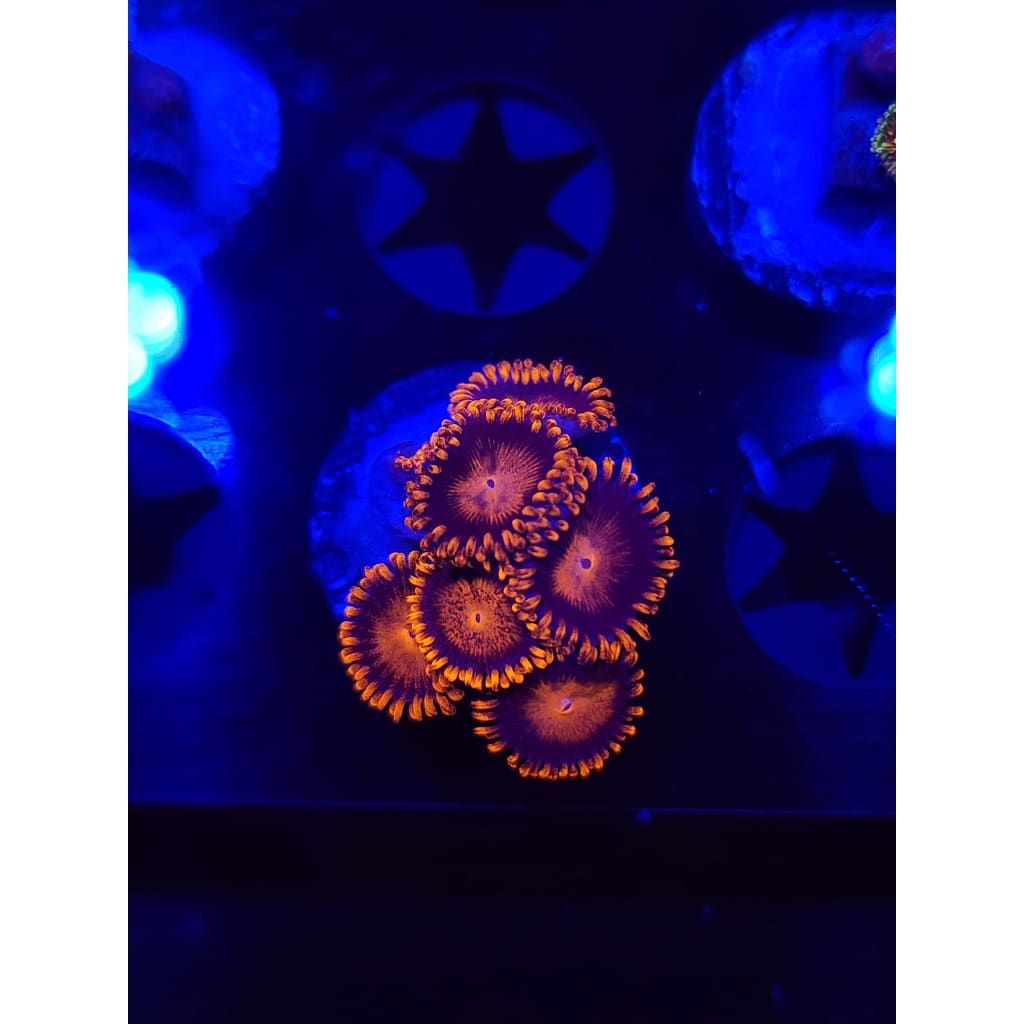 Bam Bam Zoanthid Frag WYSIWYG!