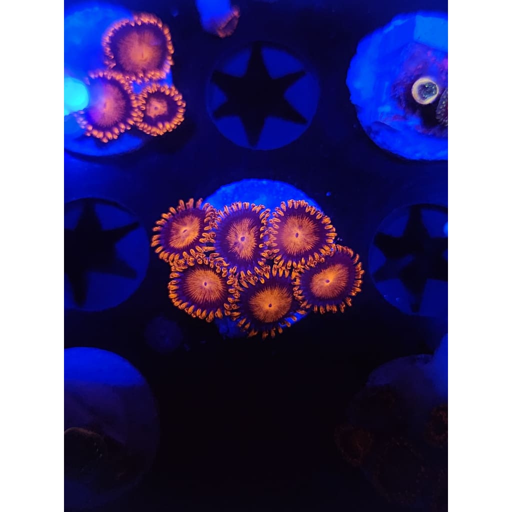 Bam Bam Zoanthid Frag WYSIWYG!