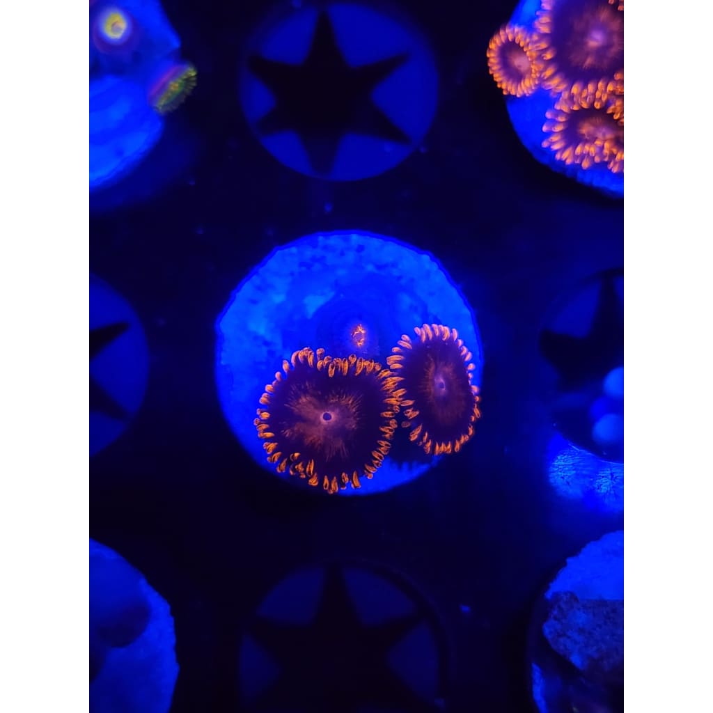 Bam Bam Zoanthid Frag WYSIWYG!