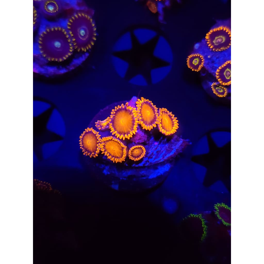 Bam Bam Zoanthid Frag WYSIWYG!