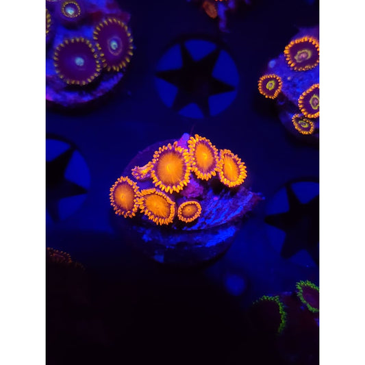 Bam Bam Zoanthid Frag WYSIWYG!