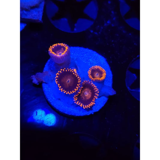 Bam Bam Zoanthid Frag WYSIWYG!