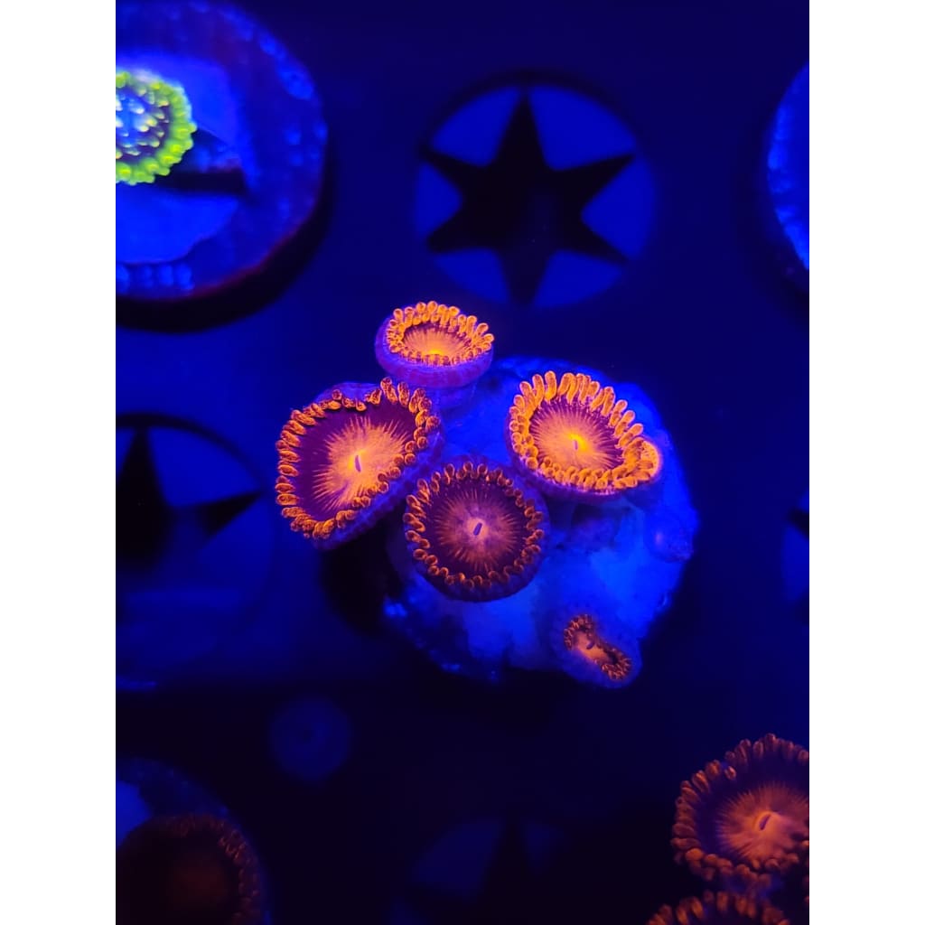 Bam Bam Zoanthid Frag WYSIWYG!