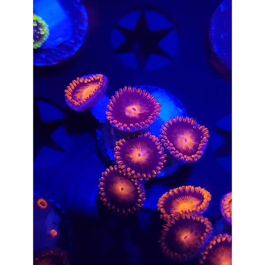 Bam Bam Zoanthid Frag WYSIWYG!