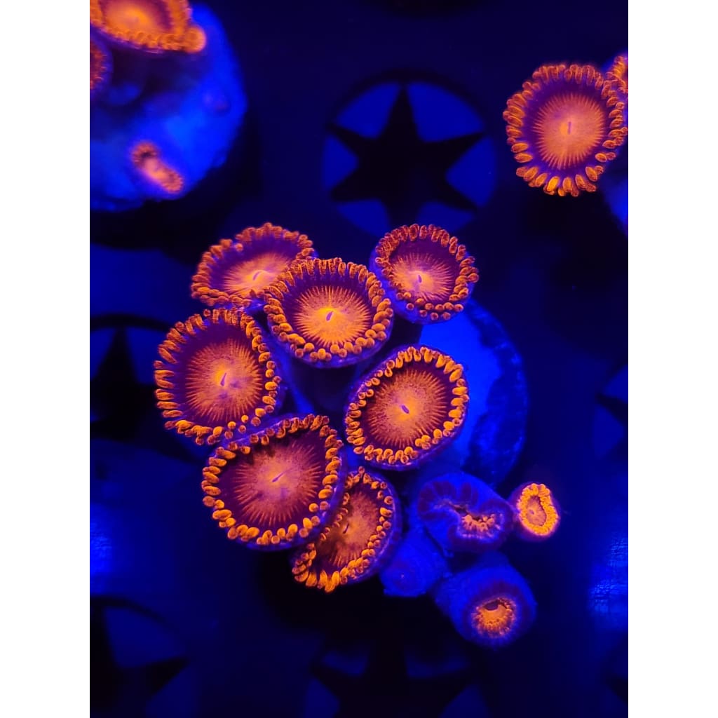 Bam Bam Zoanthid Frag WYSIWYG!