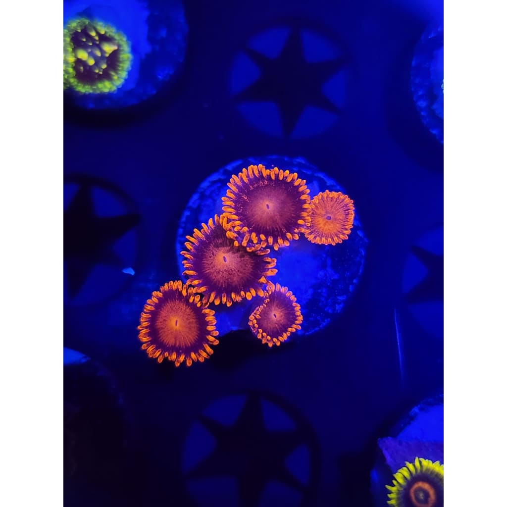 Bam Bam Zoanthid Frag WYSIWYG!