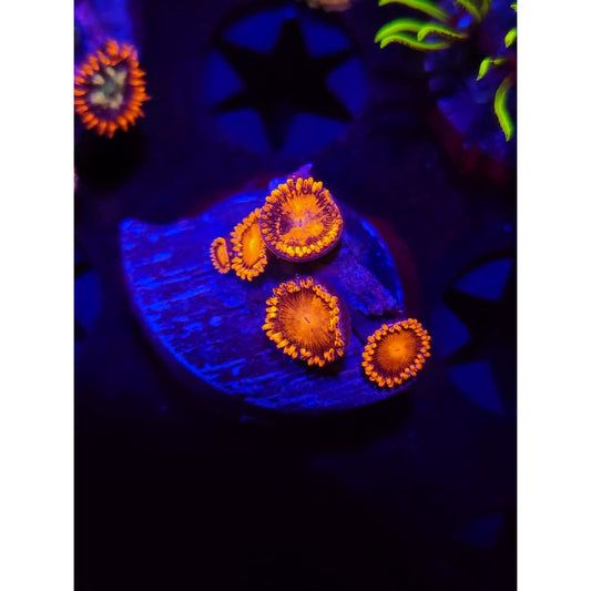 Bam Bam Zoanthid Frag WYSIWYG!