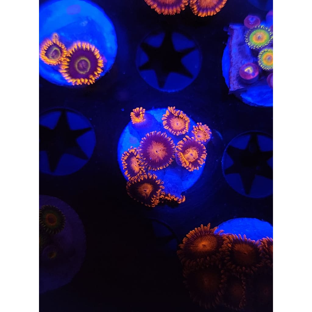 Bam Bam Zoanthid Frag WYSIWYG!