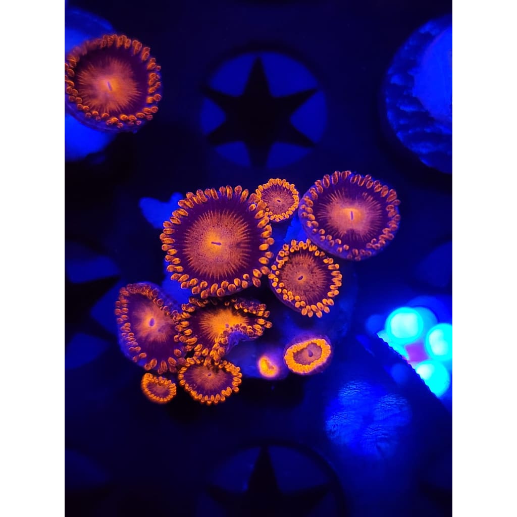 Bam Bam Zoanthid Frag WYSIWYG!