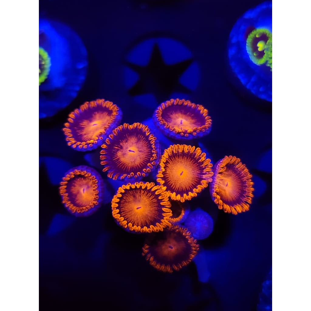 Bam Bam Zoanthid Frag WYSIWYG!