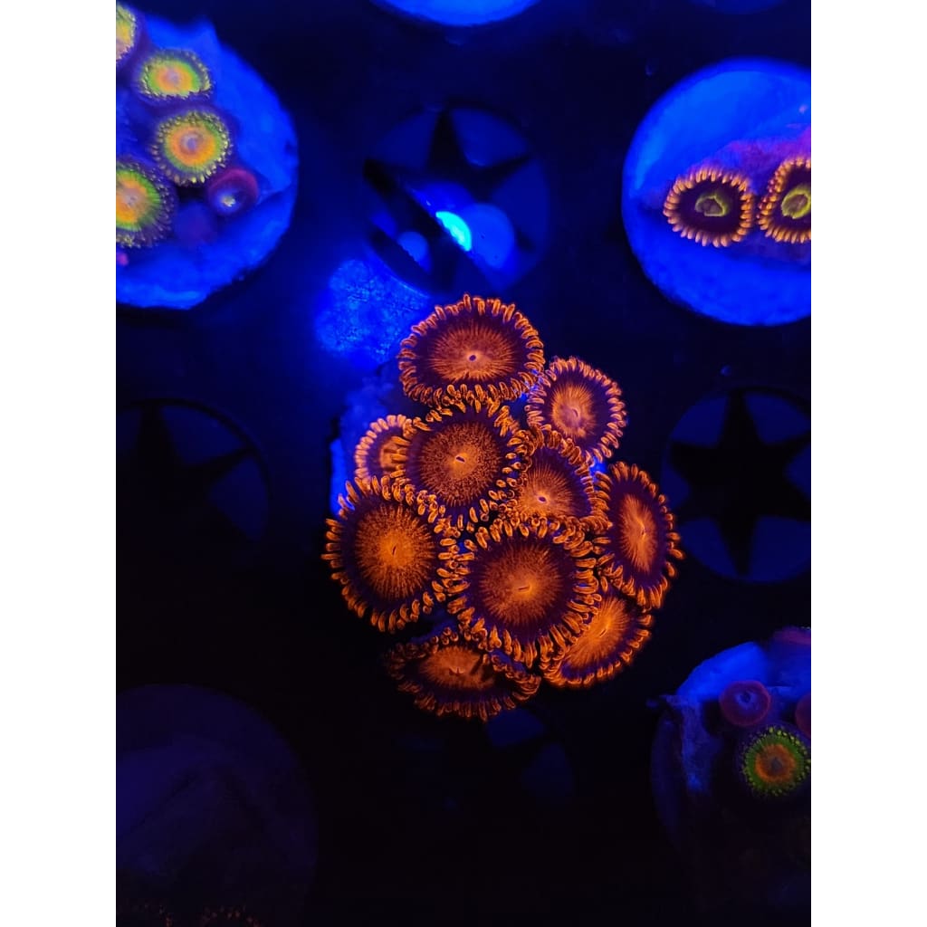 Bam Bam Zoanthid Frag WYSIWYG!