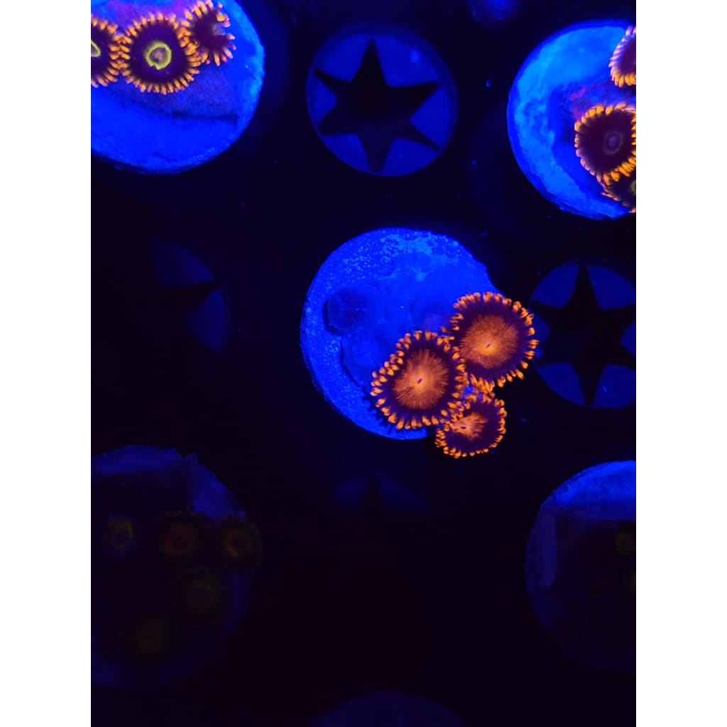Bam Bam Zoanthid Frag WYSIWYG!