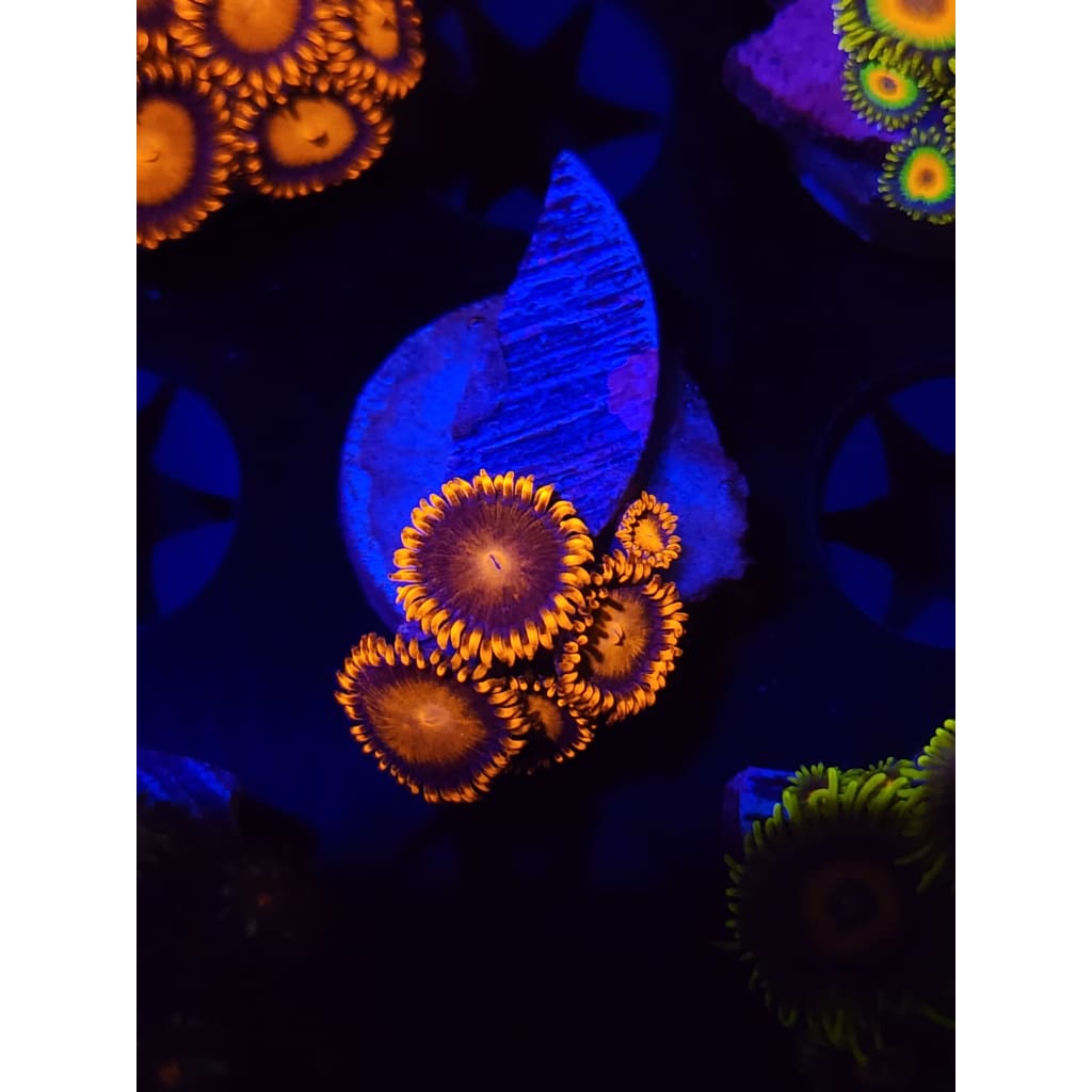 Bam Bam Zoanthid Frag WYSIWYG!