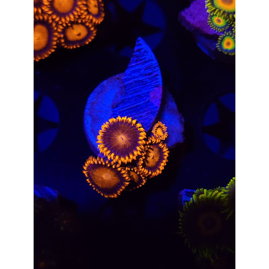 Bam Bam Zoanthid Frag WYSIWYG!