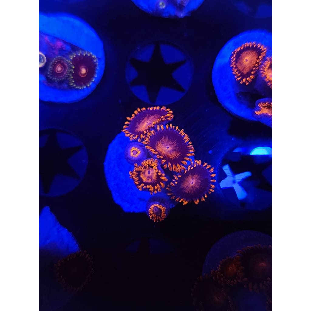 Bam Bam Zoanthid Frag WYSIWYG!