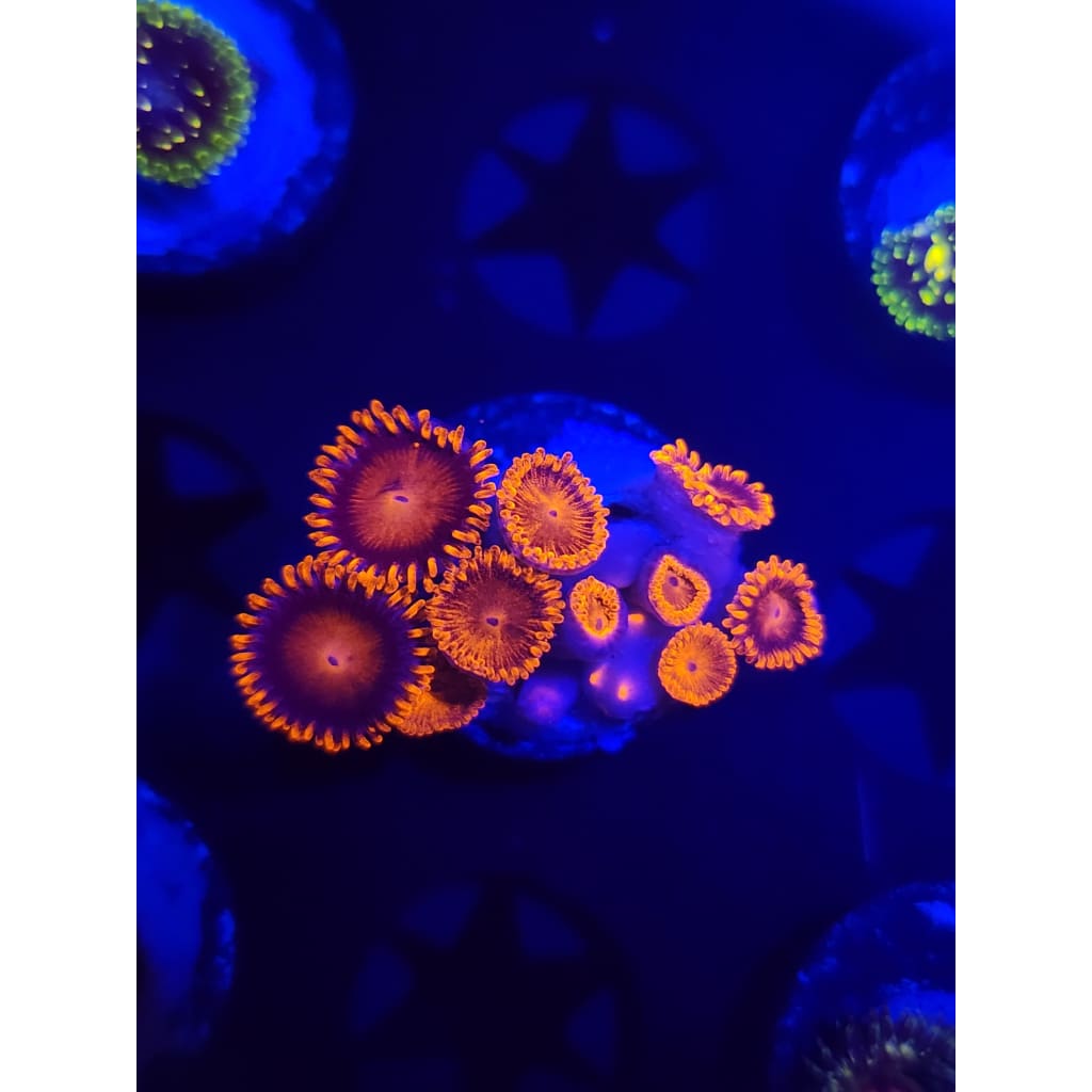 Bam Bam Zoanthid Frag WYSIWYG!