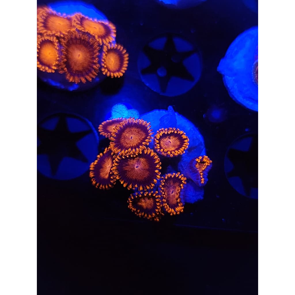 Bam Bam Zoanthid Frag WYSIWYG!