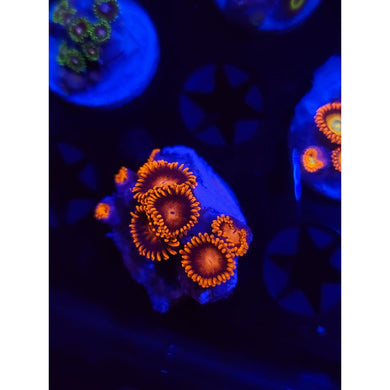 Bam Bam Zoanthid Frag WYSIWYG!