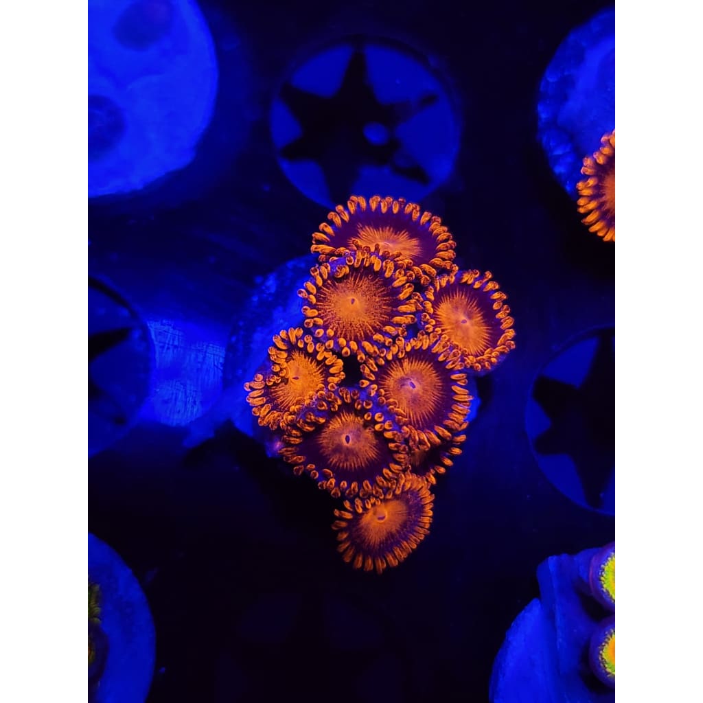 Bam Bam Zoanthid Frag WYSIWYG!