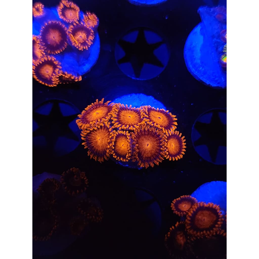 Bam Bam Zoanthid Frag WYSIWYG!