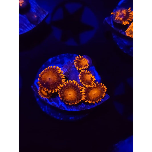 Bam Bam Zoanthid Frag WYSIWYG!