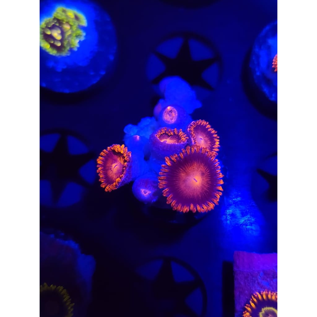 Bam Bam Zoanthid Frag WYSIWYG!