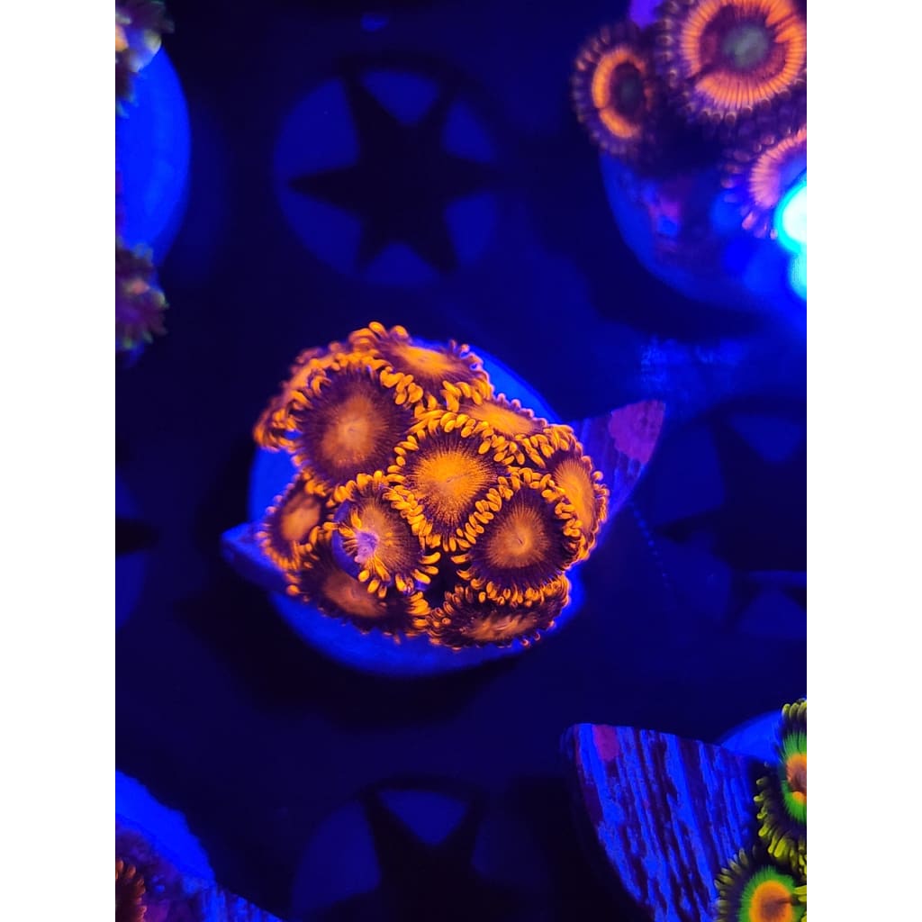 Bam Bam Zoanthid Frag WYSIWYG!