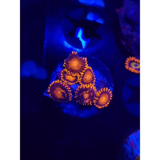 Bam Bam Zoanthid Frag WYSIWYG!