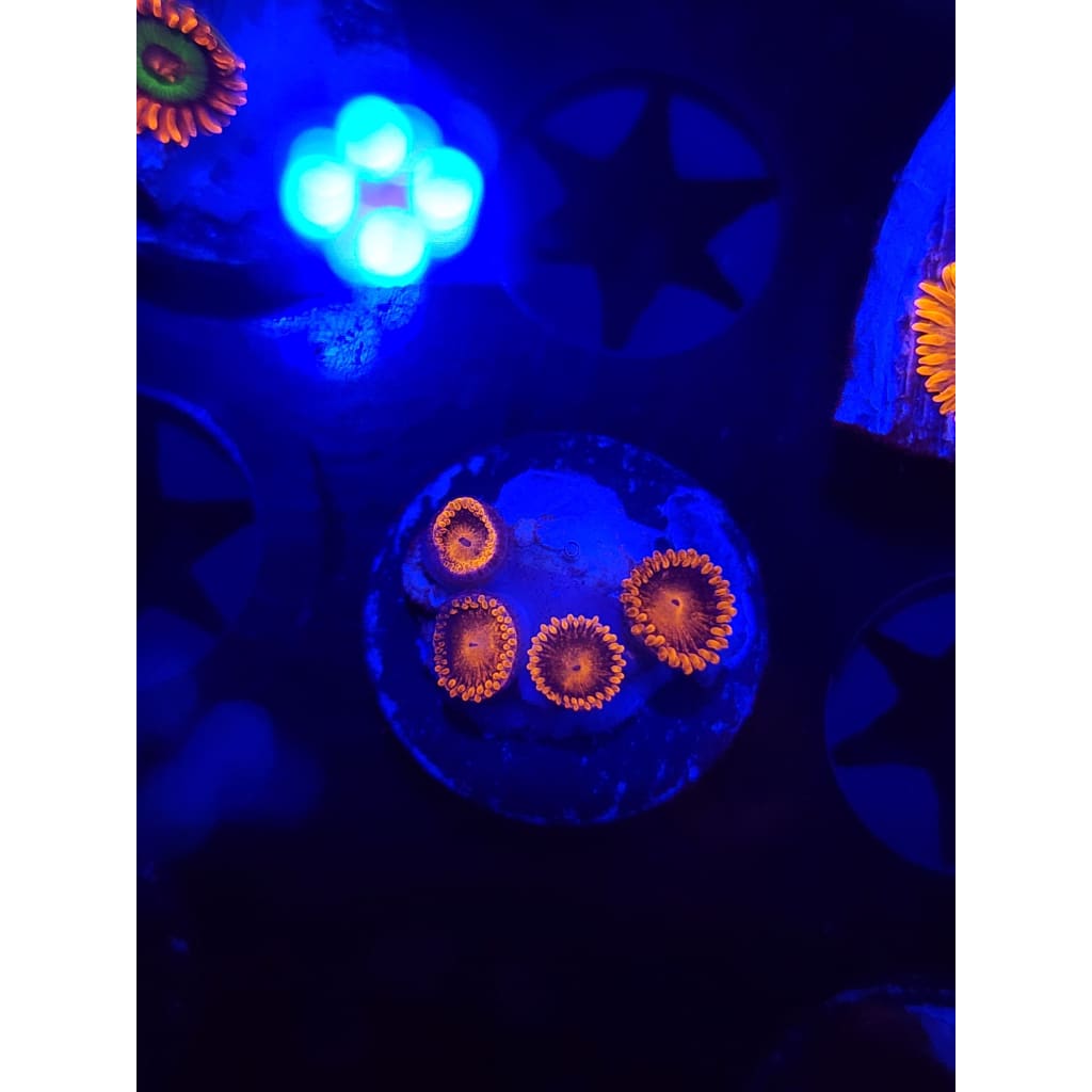 Bam Bam Zoanthid Frag WYSIWYG!