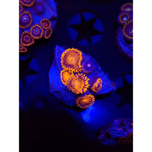 Bam Bam Zoanthid Frag WYSIWYG!