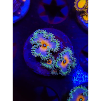 Beauty and the Beast Paly Frag WYSIWYG!
